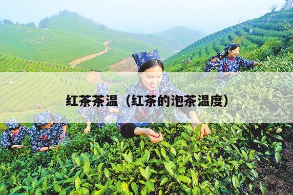 红茶茶温（红茶的泡茶温度）