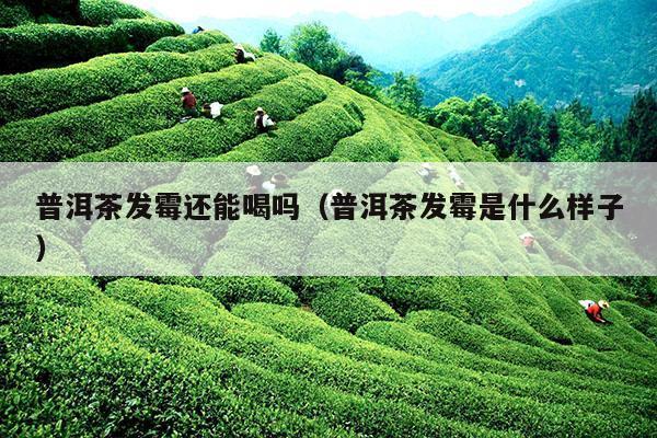 普洱茶发霉还能喝吗（普洱茶发霉是什么样子）