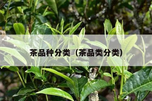 茶品种分类（茶品类分类）