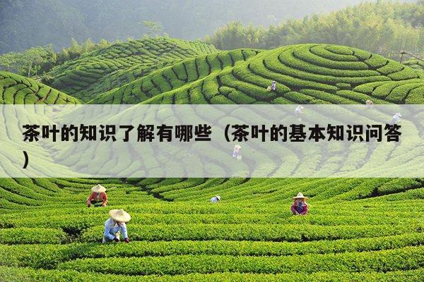 茶叶的知识了解有哪些（茶叶的基本知识问答）