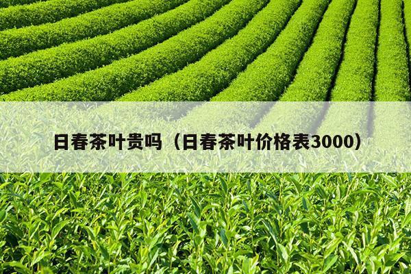 日春茶叶贵吗（日春茶叶价格表3000）