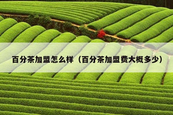 百分茶加盟怎么样（百分茶加盟费大概多少）