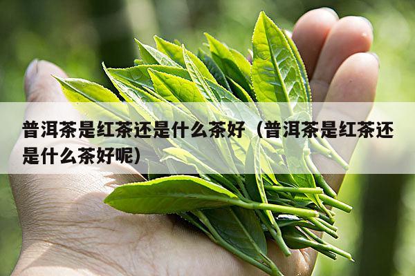 普洱茶是红茶还是什么茶好（普洱茶是红茶还是什么茶好呢）