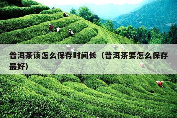 普洱茶该怎么保存时间长（普洱茶要怎么保存最好）