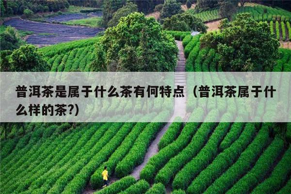 普洱茶是属于什么茶有何特点（普洱茶属于什么样的茶?）