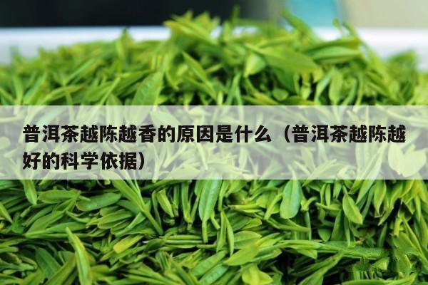 普洱茶越陈越香的原因是什么（普洱茶越陈越好的科学依据）