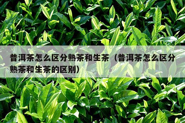 普洱茶怎么区分熟茶和生茶（普洱茶怎么区分熟茶和生茶的区别）