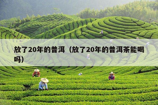 放了20年的普洱（放了20年的普洱茶能喝吗）