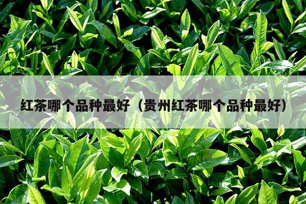 红茶哪个品种最好（贵州红茶哪个品种最好）