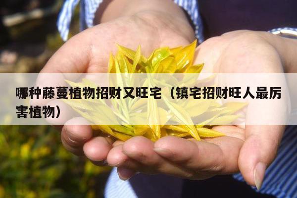 哪种藤蔓植物招财又旺宅（镇宅招财旺人最厉害植物）