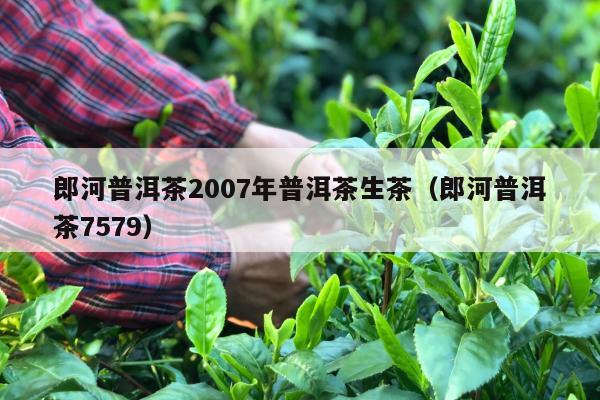 郎河普洱茶2007年普洱茶生茶（郎河普洱茶7579）