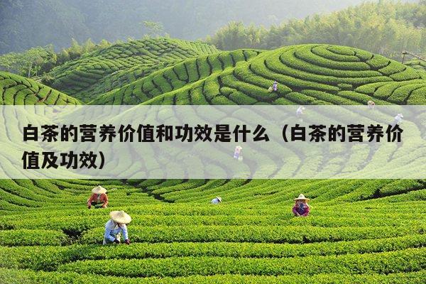 白茶的营养价值和功效是什么（白茶的营养价值及功效）