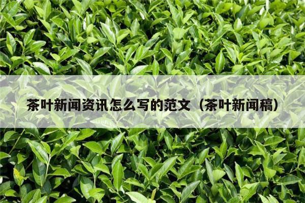 茶叶新闻资讯怎么写的范文（茶叶新闻稿）