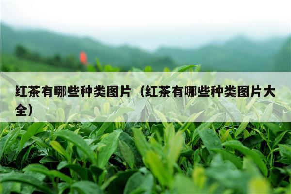 红茶有哪些种类图片（红茶有哪些种类图片大全）