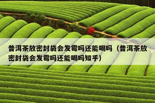 普洱茶放密封袋会发霉吗还能喝吗（普洱茶放密封袋会发霉吗还能喝吗知乎）