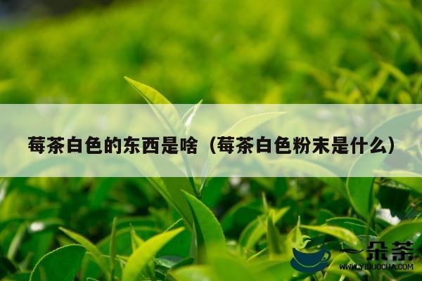 莓茶白色的东西是啥（莓茶白色粉末是什么）