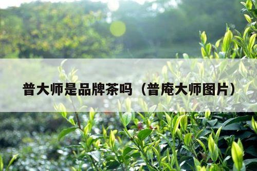 普大师是品牌茶吗（普庵大师图片）