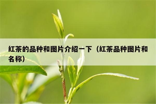 红茶的品种和图片介绍一下（红茶品种图片和名称）