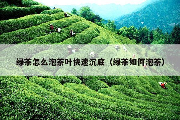 绿茶怎么泡茶叶快速沉底（绿茶如何泡茶）