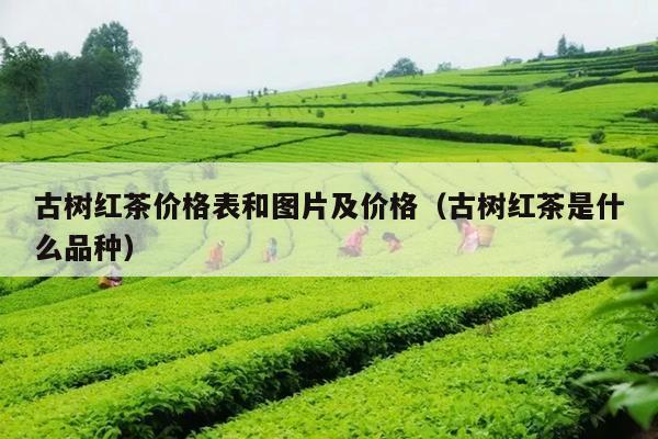 古树红茶价格表和图片及价格（古树红茶是什么品种）