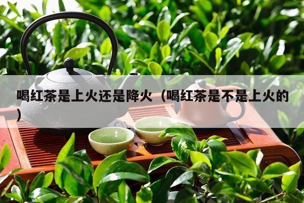 喝红茶是上火还是降火（喝红茶是不是上火的）