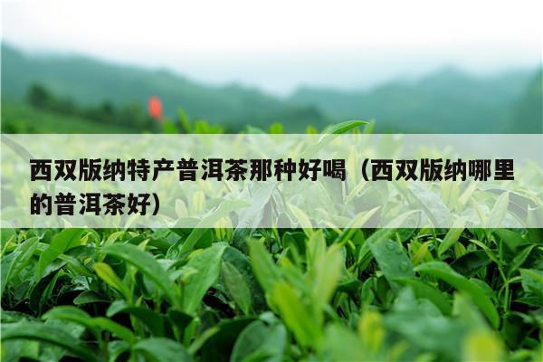 西双版纳特产普洱茶那种好喝（西双版纳哪里的普洱茶好）