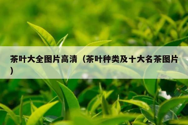 茶叶大全图片高清（茶叶种类及十大名茶图片）