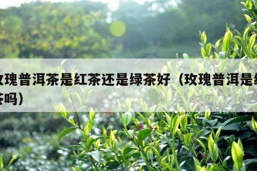 玫瑰普洱茶是红茶还是绿茶好（玫瑰普洱是红茶吗）