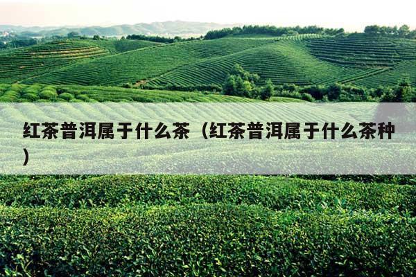 红茶普洱属于什么茶（红茶普洱属于什么茶种）