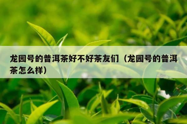 龙园号的普洱茶好不好茶友们（龙园号的普洱茶怎么样）