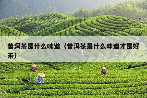 普洱茶是什么味道（普洱茶是什么味道才是好茶）