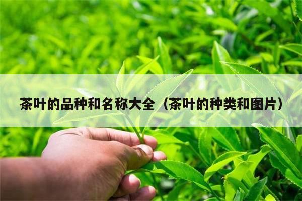 茶叶的品种和名称大全（茶叶的种类和图片）