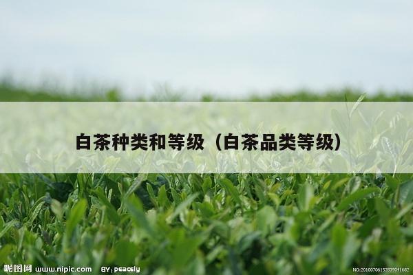 白茶种类和等级（白茶品类等级）