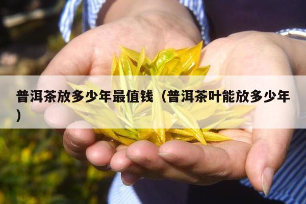 普洱茶放多少年最值钱（普洱茶叶能放多少年）