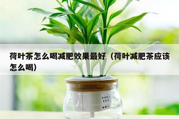 荷叶茶怎么喝减肥效果最好（荷叶减肥茶应该怎么喝）