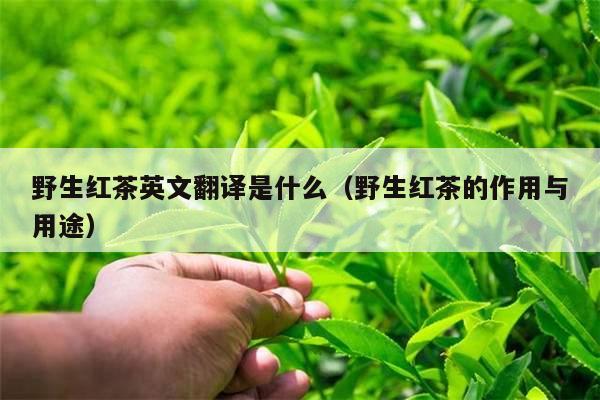 野生红茶英文翻译是什么（野生红茶的作用与用途）