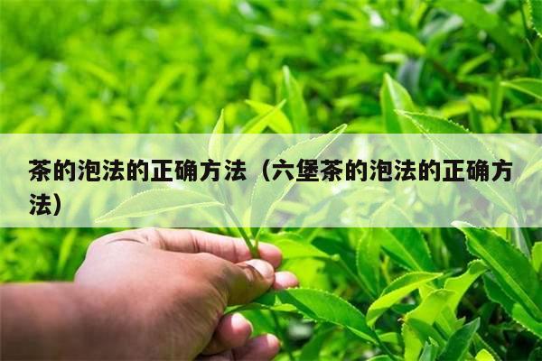 茶的泡法的正确方法（六堡茶的泡法的正确方法）