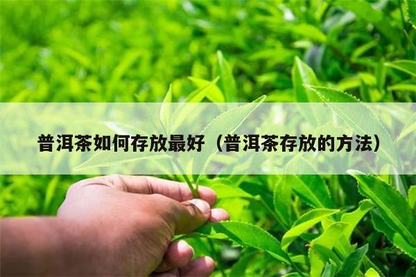 普洱茶如何存放最好（普洱茶存放的方法）