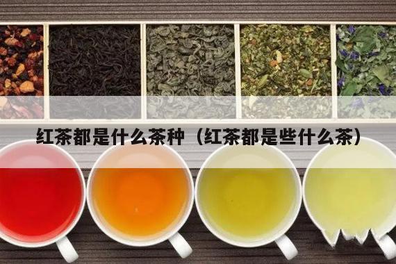 红茶都是什么茶种（红茶都是些什么茶）