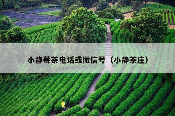 小静莓茶电话或微信号（小静茶庄）