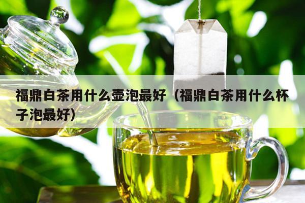 福鼎白茶用什么壶泡最好（福鼎白茶用什么杯子泡最好）