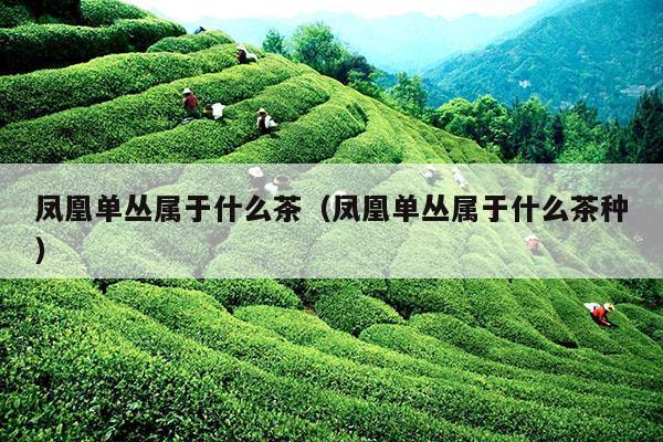 凤凰单丛属于什么茶（凤凰单丛属于什么茶种）