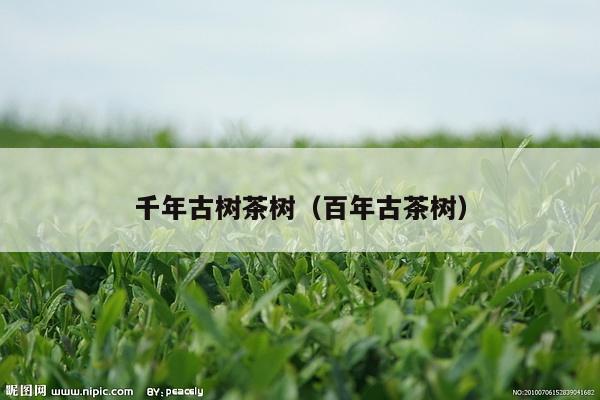 千年古树茶树（百年古茶树）