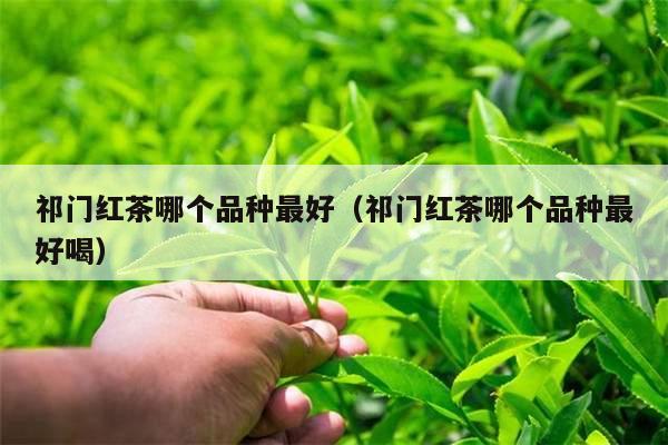 祁门红茶哪个品种最好（祁门红茶哪个品种最好喝）