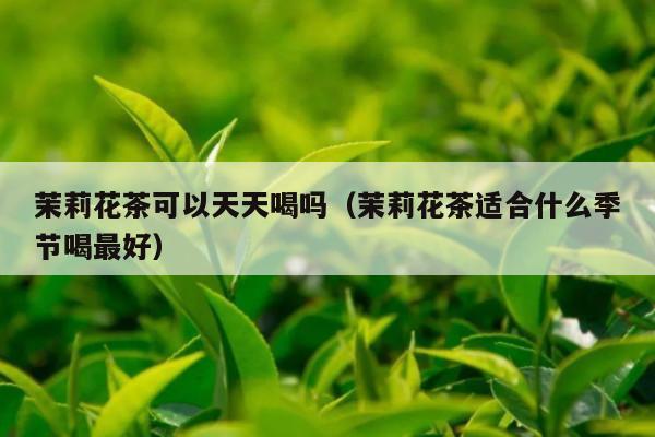 茉莉花茶可以天天喝吗（茉莉花茶适合什么季节喝最好）