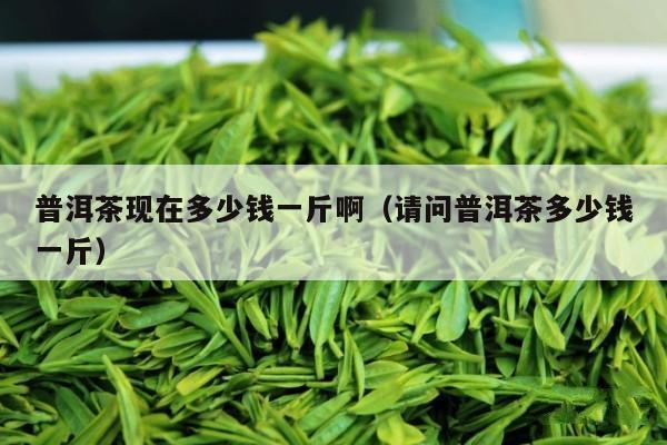 普洱茶现在多少钱一斤啊（请问普洱茶多少钱一斤）