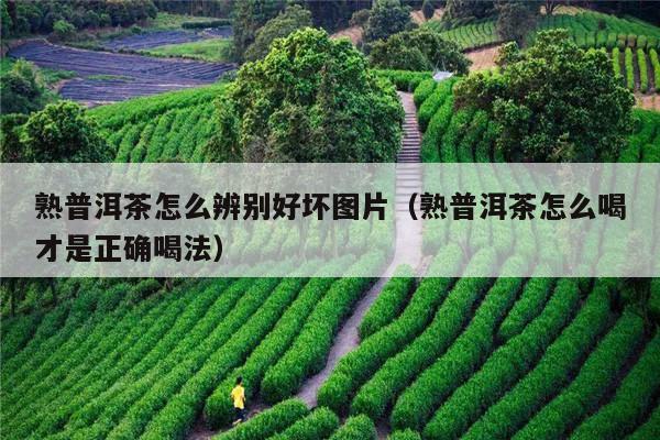 熟普洱茶怎么辨别好坏图片（熟普洱茶怎么喝才是正确喝法）