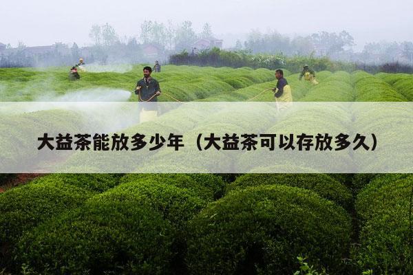 大益茶能放多少年（大益茶可以存放多久）