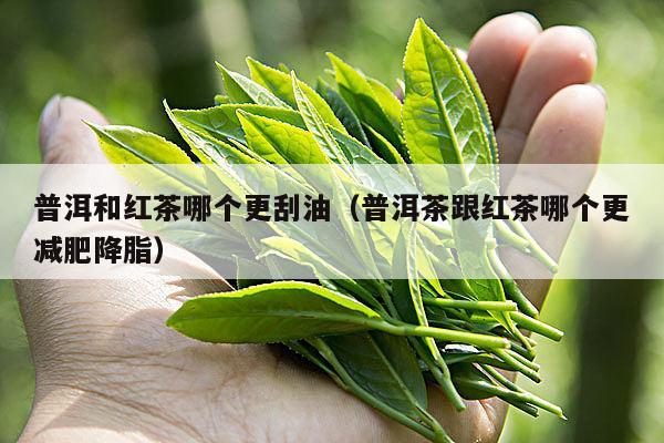 普洱和红茶哪个更刮油（普洱茶跟红茶哪个更减肥降脂）