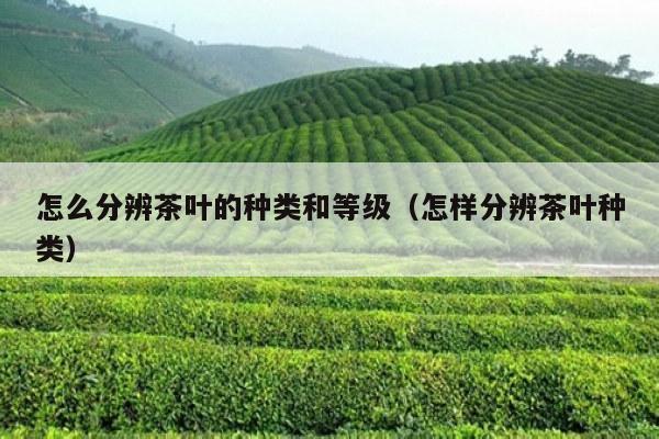 怎么分辨茶叶的种类和等级（怎样分辨茶叶种类）